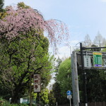 水明亭 - 歩いて入る道には桜が咲いておりました