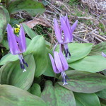 いろり　じねん - カタクリ