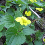 いろり　じねん - 黄スミレ