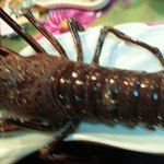 勝しん - イセエビ解禁南郷より１，２キロ