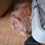 猫カフェ わが家 - 