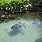 The Kahala Hotel & Resorts - 