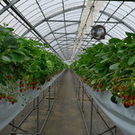 アクアイグニス - 敷地内にある温室で育てられたイチゴ。イチゴ狩りも楽しめます。