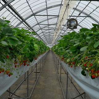 アクアイグニス_2