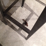 アールベイカー インスパイアード バイ コート ロザリアン - 朝夕問わず雀が遊びに来る いつも同じ子のようだ