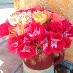 the Green Temple - 入り口に飾られたお花。いつも何かしらここに飾られてます。