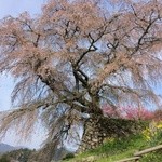 道の駅 宇陀路大宇陀 - 又兵衛桜