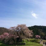 道の駅 宇陀路大宇陀 - 又兵衛桜と春の空