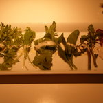 マザーエスタ - カレーランチのサラダ。クレソン、ルッコラ、アンディーブなど、左端は春菊でした。