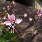 Mizube No Kafe Miyake Syouten Sakazu - 庭に咲く花