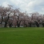長里菓子店 - 近くの真人公園の桜