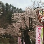 長里菓子店 - 近くの真人公園の桜
