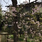 NISHIann cafe - お庭の桜