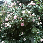 フレッシュクリーム - 