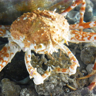 タカアシガニ 一人前 ゆうなぎ 沼津市その他 魚介料理 海鮮料理 食べログ