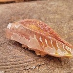 寿司処 しん - 握り　鯵