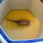 オーベルジュ サウステラス - 