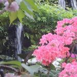 Ichikawa Oidon - 四季折々の花と滝