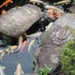 Ichikawa Oidon - 池には鯉が優雅に泳ぎます