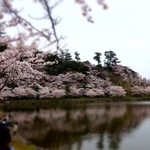 ラ・カシェット 花花 - オマケ・沼の周りに桜が植えられています