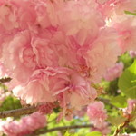 韻松亭 - 八重桜が咲いてました。