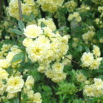 韻松亭 - 黄木香ばら。