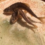 虎白 - 稚鮎　断末魔