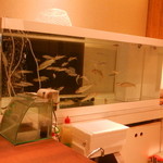 Ayu chi - 店内の水槽にはお造りや天ぷらなどに使われる鮎が元気よく泳いでいます