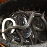 かぶと - 2016/03/05