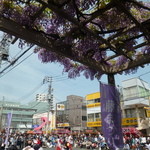 二葉 - '16/04/24 藤がキレイ