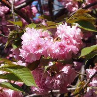 Restaurant Re: - <'16/04/19撮影>8時53分の快晴で満開の八重桜