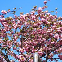 Restaurant Re: - <'16/04/19撮影>8時53分の快晴で満開の八重桜