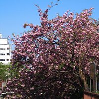 Restaurant Re: - <'16/04/19撮影>8時53分の快晴で満開の八重桜