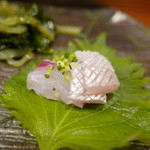 鮨匠 のむら - シマアジ