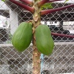 アルファルファ - 【2016年4月】