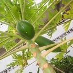 アルファルファ - 【2016年4月】