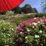 花の茶屋 - 