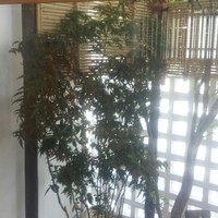 天然うなぎ しま村 - 