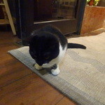 Opera Mandarin - 看板にゃんこ、可愛かった～