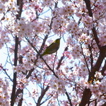 石焼料理 木春堂 - 桜にとまる鶯