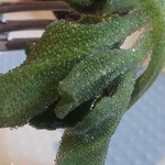 欧風料理屋ビストラ - 葉の表面に凍ったように塩分を浮かぶ