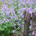 AU GAMIN DE TOKIO table - 春爛漫の美味しい一日でした