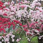 AU GAMIN DE TOKIO table - この日の医科研前
      
      