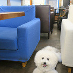 AU GAMIN DE TOKIO table - 店内ワン OK〜♬