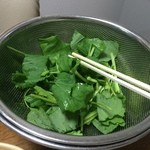 八紘学園 農産物直売所 - 【2016年04月】サラダケール。