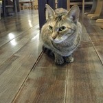 鹿教湯 三水館 - 看板猫ちゃん(=^・^=)