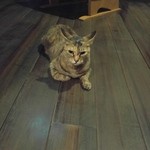 鹿教湯 三水館 - 新看板猫ちゃん