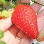 ツジグチファーム - 苺アップ
