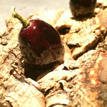 フロリレージュ - 