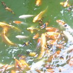 Kirino Mori Cha Fe Yururi - 人影に反応する鯉。